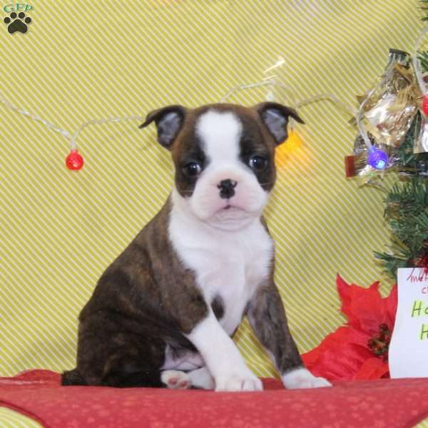 Noel, Boston Terrier Puppy